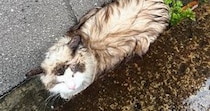 雨の日に溝でうずくまっていた『ずぶ濡れの迷子猫』を発見→迎えた結末が…心温まるエピソードに３万いいね「泣ける」「出会えてよかった」