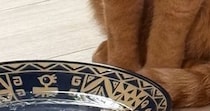 猫に水を飲んでほしくて『鰹節』を入れてみた結果…想定外の『可愛すぎる行動』に２万いいね「だしが出るのを待ってるかも」「笑ったｗ」