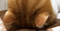 机に顔をぺたんとくっつけて寝ていた猫→飼い主がいることに気づくと…『尊い光景』に２万いいね「変な声出たｗ」「お手本のようなごめん寝」