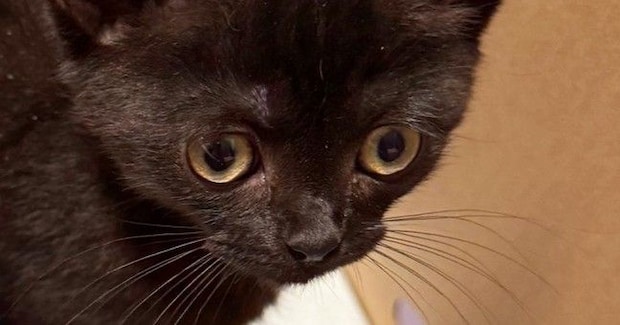 不動産屋に『猫の飼育申請』をしたら、結果は『否認』…まさかの『受理されなかった理由』に8万いいね「誰でも拒否するw」「床が抜けそうw」