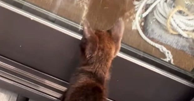 庭に現れた『人懐っこい子猫』を家族に迎えた結果→８か月が経つと…心温まる光景が15万再生「素敵な出会い」「幸せに暮らすんだよ」