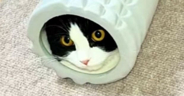 フォームローラーの中に入った猫→反対側の穴から出ようとした結果…飼い主爆笑の『まさかの光景』が158万再生「なにしてんのｗ」「トムｗ」