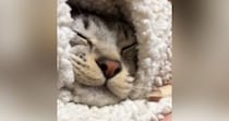 幸せそうに眠っていた猫→起こされると……『可愛すぎる反応』に7万7000いいね「朝はみんな苦手だもんね」「めっちゃ文句言ってて笑った」
