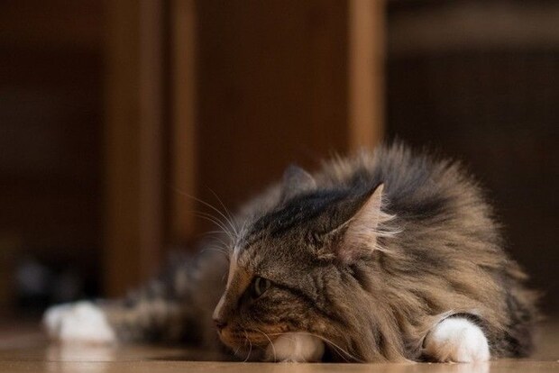 寝そべりながら後ろの音おを聞いている猫