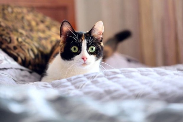 びっくりした顔の三毛猫