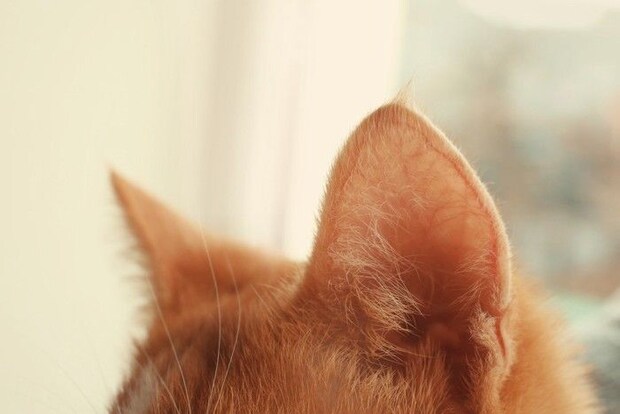 茶色の猫の耳