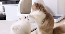 遊びに誘ってきた『弟分の犬』に……猫がとった『まさかの行動』が可愛すぎると100万再生「ホレホレホレって感じｗ」「ずっと見ていられる」