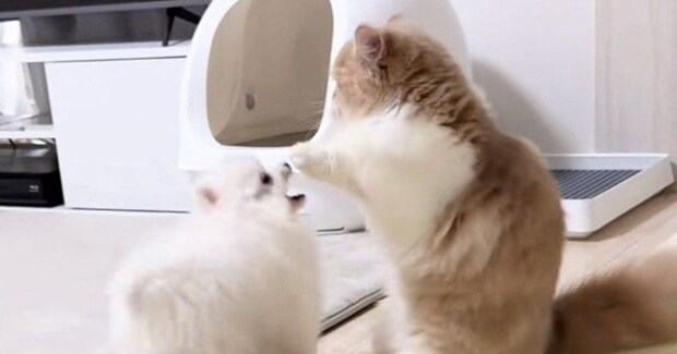 遊びに誘ってきた『弟分の犬』に……猫がとった『まさかの行動』が可愛すぎると100万再生「ホレホレホレって感じw」「ずっと見ていられる」
