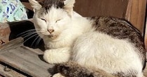 看取るつもりで保護した『ボロボロの野良猫』→２年後……涙あふれるビフォーアフターに「同じ猫とは思えない」「幸せになってよかった」と感動