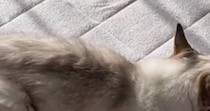 子供たちが家を出たあと、『猫の様子』を見てみると…愛おしい光景が16万表示「お母様と同じ気分でしょうねｗ」「一緒にいるつもりかも」