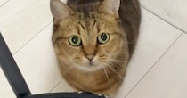魚を焼いていると、近くにやってきた猫→椅子の上に乗って…『可愛すぎる行動』に癒される人が続出「目が輝いてるｗｗ」「すごい勢いで笑った」