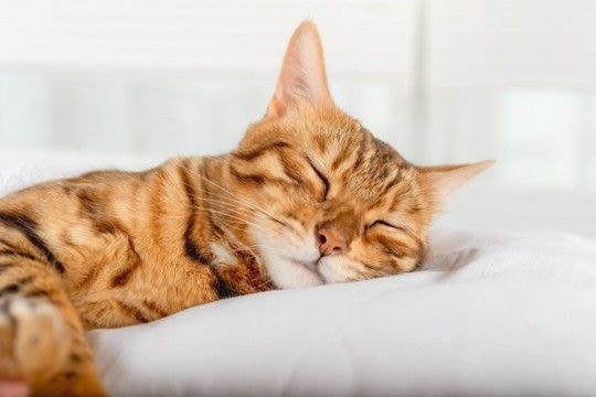 猫が『雨の日になるとよく寝る』とされる理由3つ 受けている影響から接し方のポイントまで