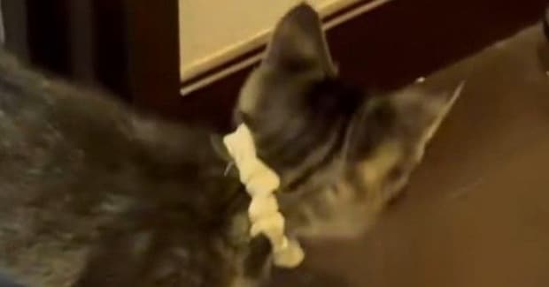 部屋から出てきた子猫→突然足を止めて『戦い始めた相手』とは…尊すぎる光景に１万いいね「一生懸命戦ってて可愛いｗ」「怖いんだよねｗ」