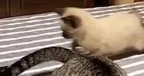 先輩猫のしっぽを『全力で追いかける子猫』を撮っていたら…あまりにも『予想外な展開』に２万いいね「元気いっぱいｗ」「全部かわいいｗ」