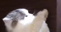 飼い主の手を見つめるネコ→次の瞬間…ほっこりする『息ぴったりのやりとり』に２万いいね「私もまざりたいｗ」「短いおててが可愛い」