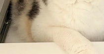 家の中で行方不明になった猫→３０分後、『意外な場所』で見つかって…"予想外の表情"に反響「顔が可愛くてたまらんｗ」「かくれんぼ成功ｗ」