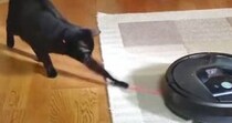 ロボット掃除機に吸い込まれそうになった『猫じゃらし』→黒猫が追いかけ始めると…可愛すぎる展開に「頑張ってるねｗ」「応援にきて笑った」の声