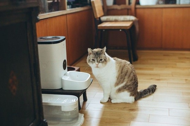 給餌器の前で待つ猫