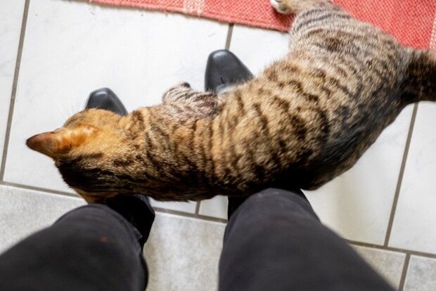 足元にスリスリする猫