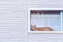 猫が『留守番できる時間』はどのぐらい？世代別の目安から安全を守るための注意点まで解説