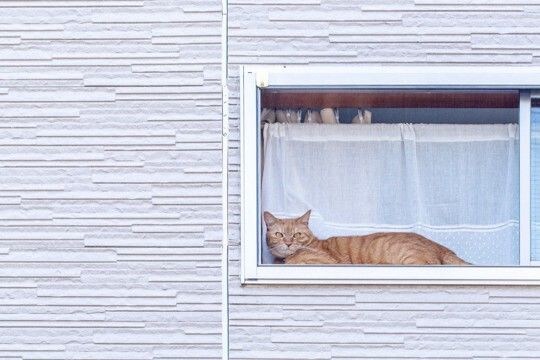 猫が『留守番できる時間』はどのぐらい？世代別の目安から安全を守るための注意点まで解説