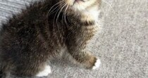 『ええぇっ』動物病院の先生も驚愕…『子猫の顔』を見ると→珍しすぎる光景に13万いいね「初めて見た」「すごく綺麗でかわいい」と話題に