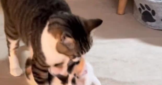 オス猫が『元気に遊んでいた子猫』を運び始めて…まさかの『尊すぎる光景』が207万再生「割とデカめなの運んできたｗ」「もうたまらん」
