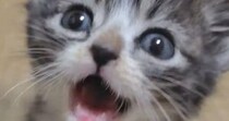 『赤ちゃん猫』を撮影していると、トコトコと歩いてきて…想定外の『悶絶級の行動』に５万いいね「なんという破壊力」「可愛すぎてヤバい」