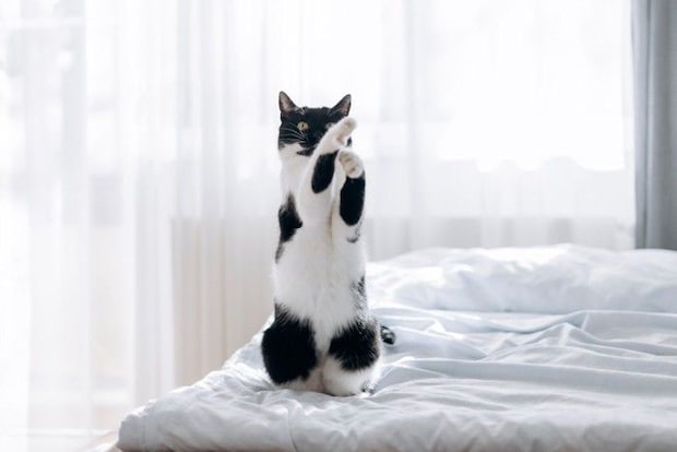 立ち上がっている猫