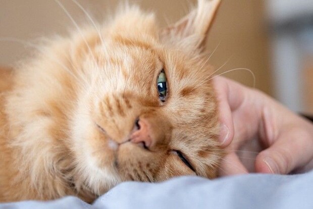 頭を撫でられている猫