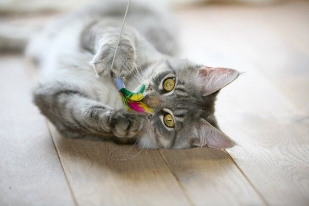 おもちゃで遊ぶ猫