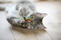 猫に愛されている飼い主が実践する『喜ばせワザ』4選　絆がより深まるかも？上手に行うコツも解説