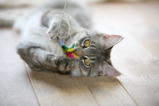 猫に愛されている飼い主が実践する『喜ばせワザ』4選　絆がより深まるかも？上手に行うコツも解説