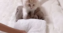 ふかふか素材のアイテムを並べていくと…猫がとった『可愛すぎる行動』が77万再生「思いつかなかった」「何度も見てしまう」と話題に