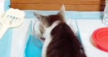 子猫にウェットフードをあげたら…関西弁でごはんを絶賛し始める『衝撃の光景』が418万再生「大阪の飲み屋におるｗ」「本当に言ってるなｗ」