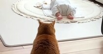 『赤ちゃん用ベッド』を譲り受けた猫→『新しい寝床』も気になって…可愛すぎる行動に反響「匂いが好きなのかな」「一緒に寝る日も近いかも」