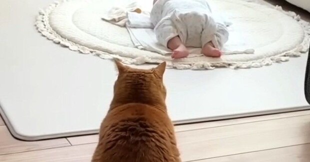 『赤ちゃん用ベッド』を譲り受けた猫→『新しい寝床』も気になって…可愛すぎる行動に反響「匂いが好きなのかな」「一緒に寝る日も近いかも」