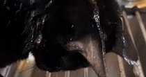 蛇口から流れ落ちる水に『夢中になっていた黒猫』…まさかの光景に笑ってしまうと50万再生「シャンプーｗ」「ニヤニヤしながら見てしまうｗ」