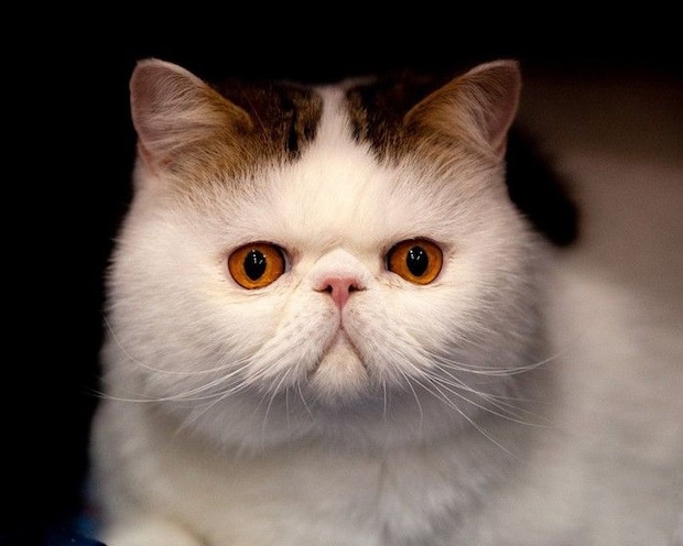 平たい顔のかわいい猫