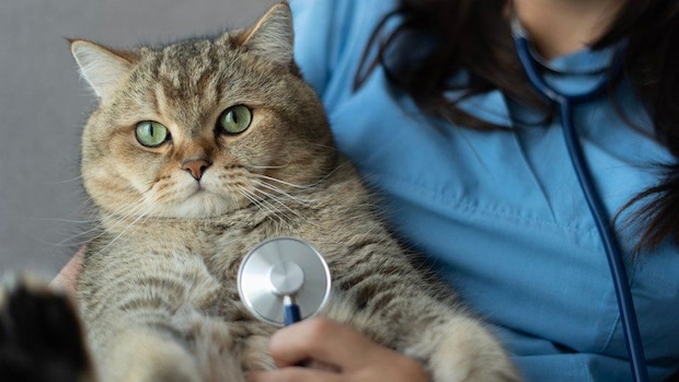 診察を受ける猫