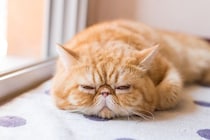 SNSで人気の「純血種」猫には、健康問題や将来の飼育放棄の懸念が…　英国の猫保護団体が警告