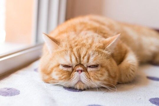 SNSで人気の「純血種」猫には、健康問題や将来の飼育放棄の懸念が…　英国の猫保護団体が警告