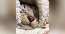 幸せそうに眠っていた猫→起こされると……『可愛すぎる反応』に7万7000いいね「朝はみんな苦手だもんね」「めっちゃ文句言ってて笑った」