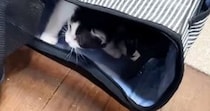 『初めての部屋』にやってきた子猫たち→部屋の中を探検して…微笑ましい光景に癒される人が続出「楽しそうで可愛いｗ」「いい距離感」