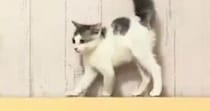 見つめあう２匹の子猫→お互いに背中を丸めた状態で…可愛すぎる『まさかの光景』に２万いいね「コントみたいｗ」「微笑ましいやんのかステップ」