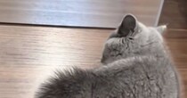 大きな鏡の前で足を止めた子猫→『鏡に映った自分』を見た結果…「やばい可愛すぎるｗｗ」笑ってしまう瞬間が16万再生「負けられないよねｗ」