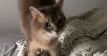 飼い主が起きるのを待つ猫→起床した次の瞬間…嬉しさ大爆発の『まさかの反応』に１万いいね「すごい、見たことない」「めちゃくちゃ可愛い」