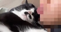 『距離感がバグっている甘えん坊猫』→朝ママが目覚めると……まさかの光景が"可愛すぎる"と反響「超幸せな距離感」「本当にすごい」