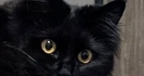 振り向いた黒猫→ペロリと『舌を出した瞬間』に撮影したら、『口元』が…まさかすぎる光景に笑う人が続出「むちゅーって感じｗ」「可愛いｗ」