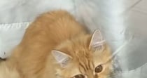 家を出た直後、振り返って『窓』を見たら…猫がくわえていた『まさかのモノ』に４万いいね「昼ごはん忘れてるニャ」「仕事行きたくなくなるｗ」